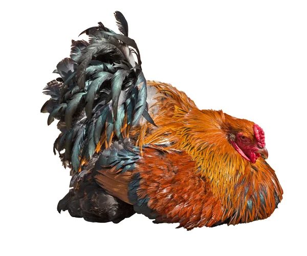 Bright recumbent rooster isolated on white — Stock Photo, Image