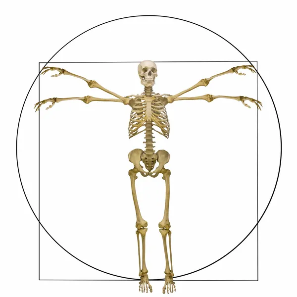 Ανθρώπινο σκελετό χρυσή τομή που απομονώνονται σε λευκό — Φωτογραφία Αρχείου