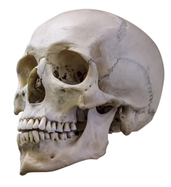 Изолированный человеческий череп — стоковое фото