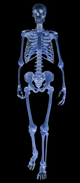 Single human skeleton on black — Stock Photo, Image