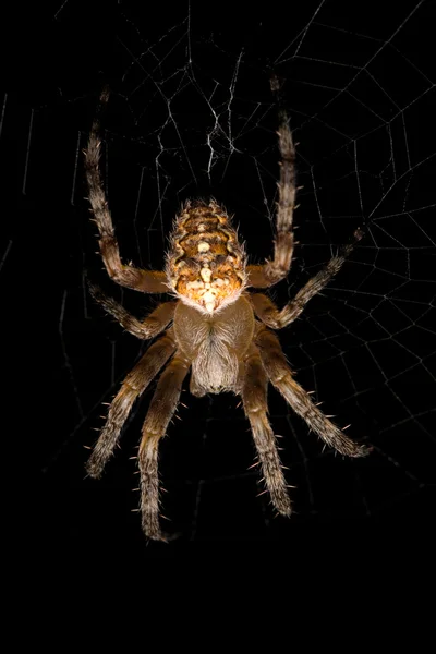Araña grande en tela aislada en negro — Foto de Stock