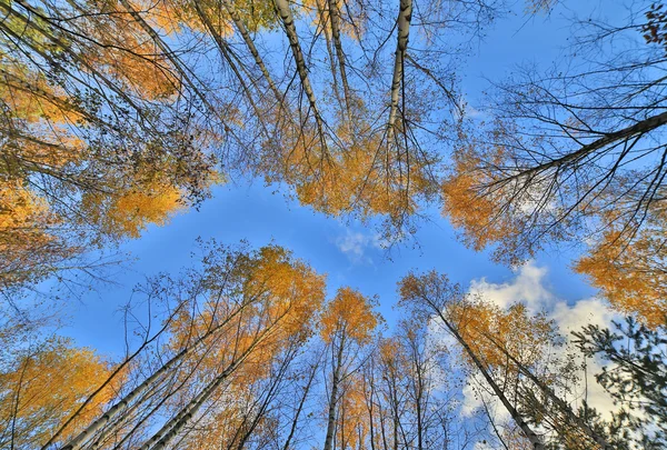 Árvores de outono douradas crescem até o céu azul — Fotografia de Stock