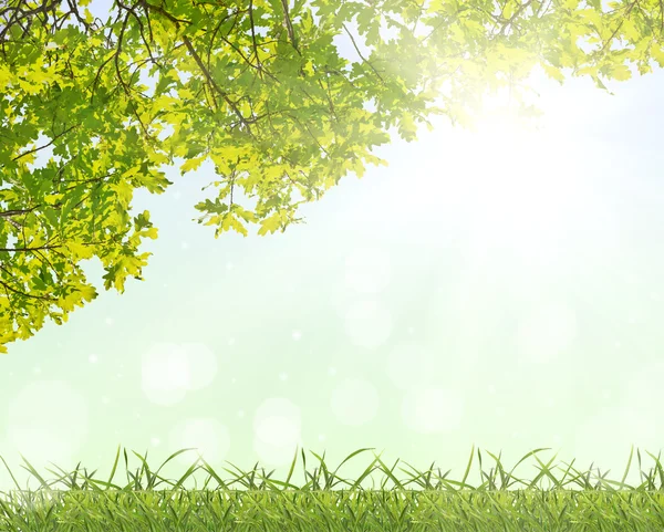 Fogliame di quercia verde ed erba alla luce del sole — Foto Stock