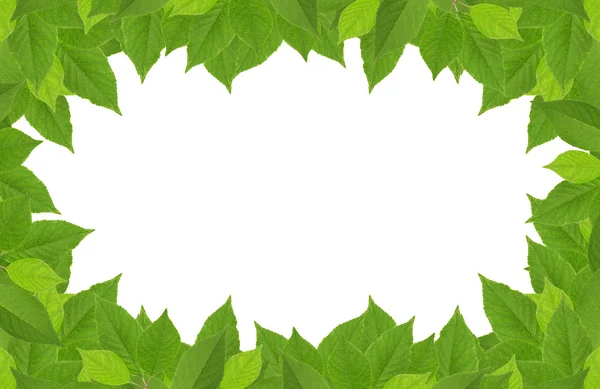 Cherry tree green leaves frame on white — Stockfoto