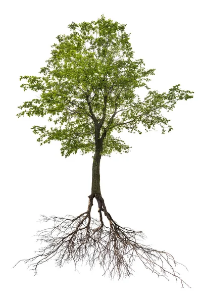 Egyetlen zöld hársfa, root — Stock Fotó