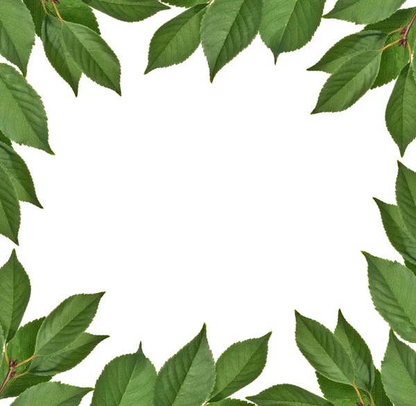 Groene kersenboom bladeren frame — Stockfoto