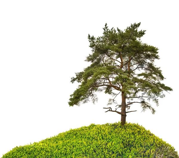 Old large pine on green hill — Stock Photo, Image