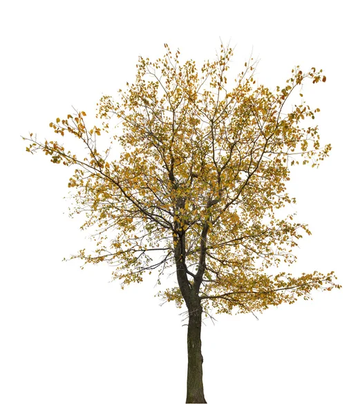 Late autumn yellow tree on white — Stock Photo, Image