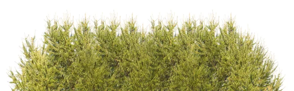 Yeşil firs şerit üzerinde beyaz izole — Stok fotoğraf