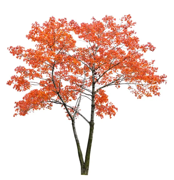 Drzewo jasny klon czerwony na białym tle — Zdjęcie stockowe
