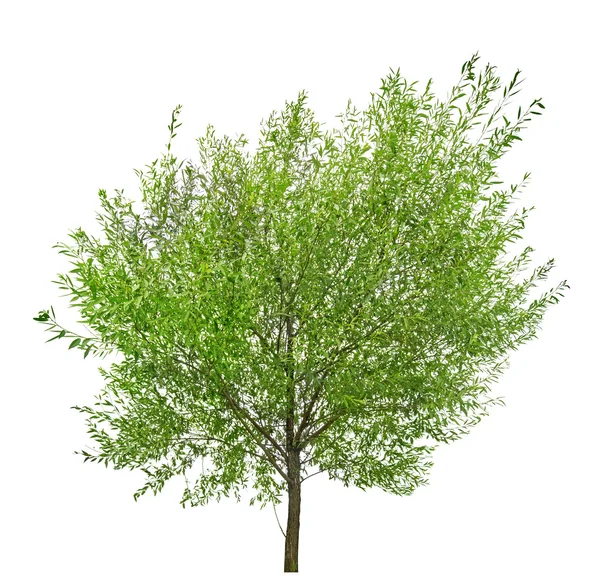 Pequeño árbol sobre blanco con hojas verdes —  Fotos de Stock