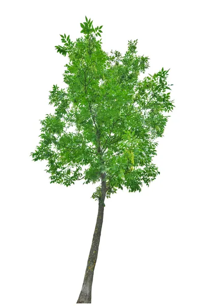 Árbol verde brillante aislado en blanco — Foto de Stock