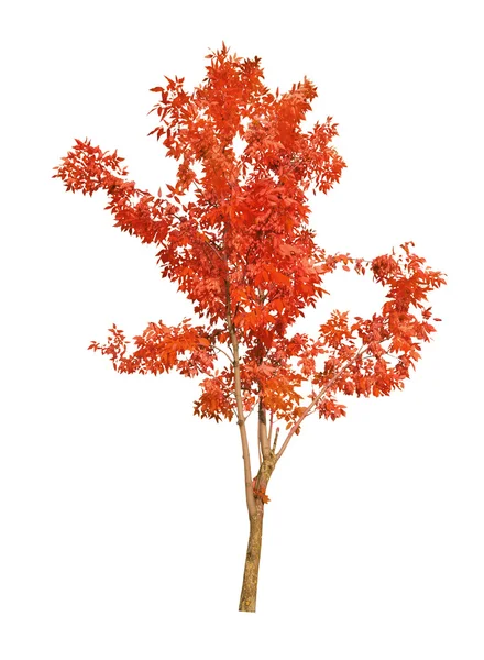 Red single fall tree isolated on white — Stock Photo, Image