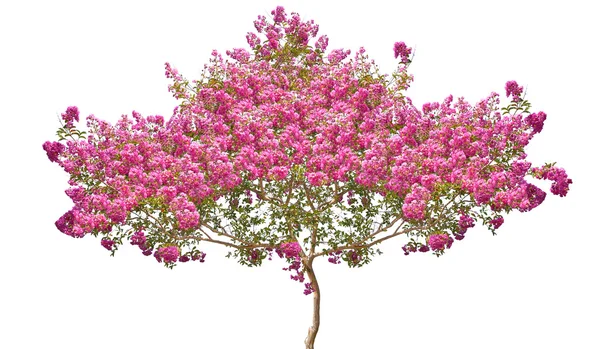 Albero fiorito con fiori rosa — Foto Stock