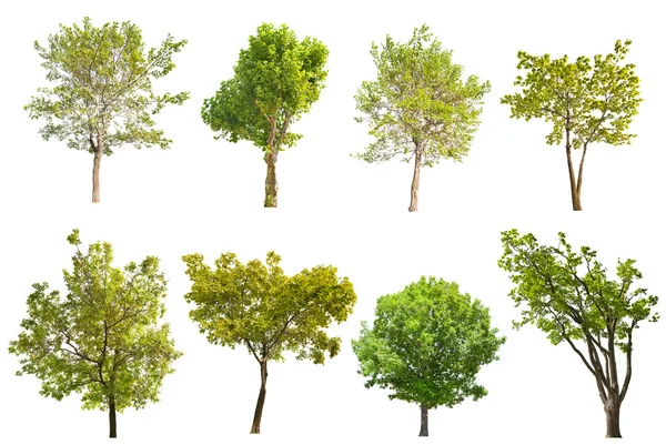 Set of eight green trees isolated on white — Stock Photo, Image