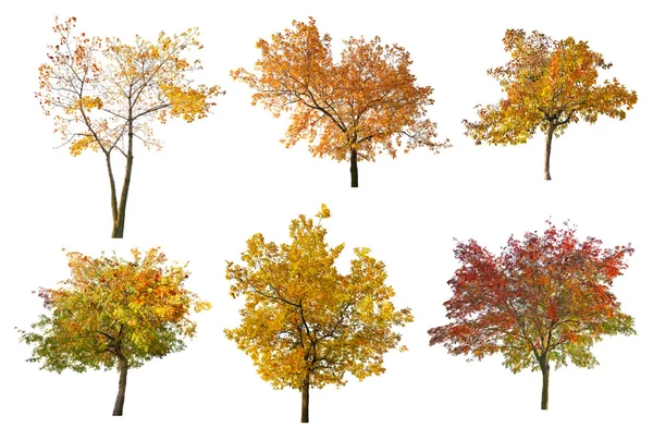 Ensemble de six arbres d'automne dorés sur blanc — Photo