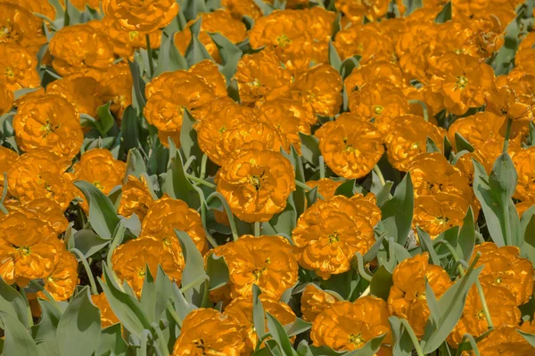Brillante gran fondo tulipanes amarillos — Foto de Stock