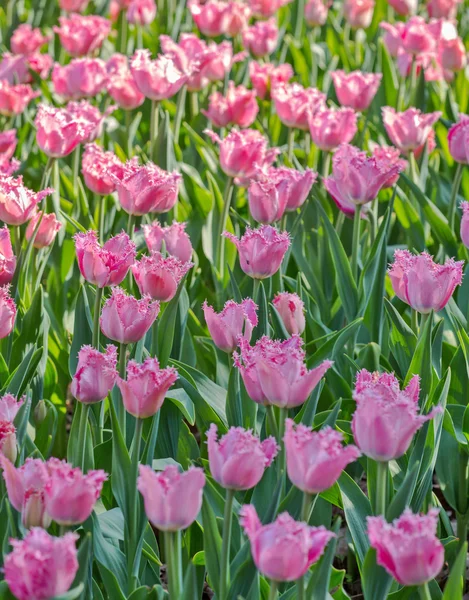Rosa brillante en fondo de tulipán verde — Foto de Stock