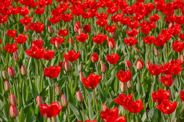 Background with red buds and open tulips — Stock Photo, Image