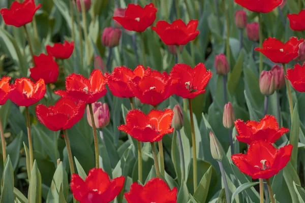 Red tulips and green leaves background — Stock Photo, Image