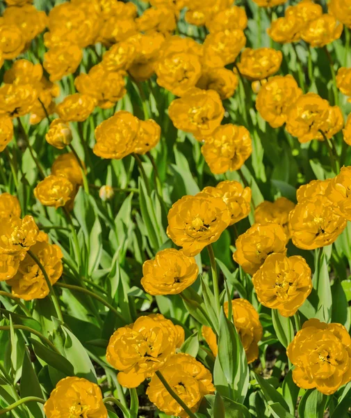 Ярко-желтый и зеленый фон тюльпана — стоковое фото