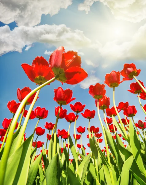 Tulipanes rojos que crecen a la luz solar —  Fotos de Stock