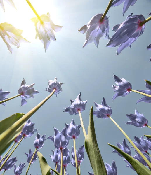Вид снизу вверх на голубые цветы тюльпана — стоковое фото