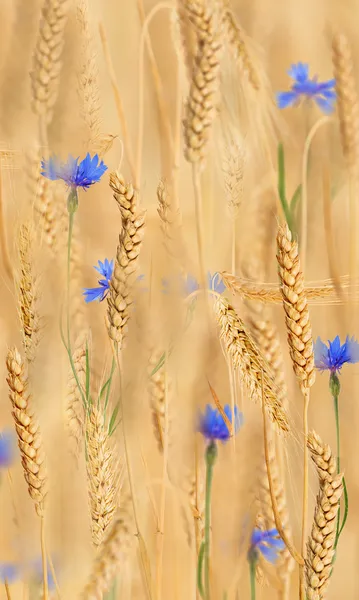 Niebieskie kwiaty w złotej pszenicy — Zdjęcie stockowe