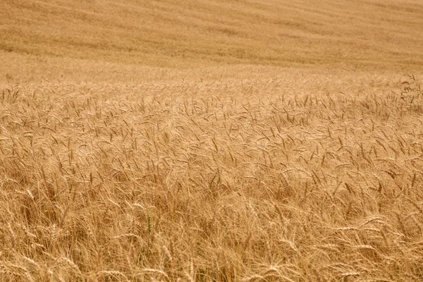 Bacground from ripe ears of wheat field — Stock Photo, Image