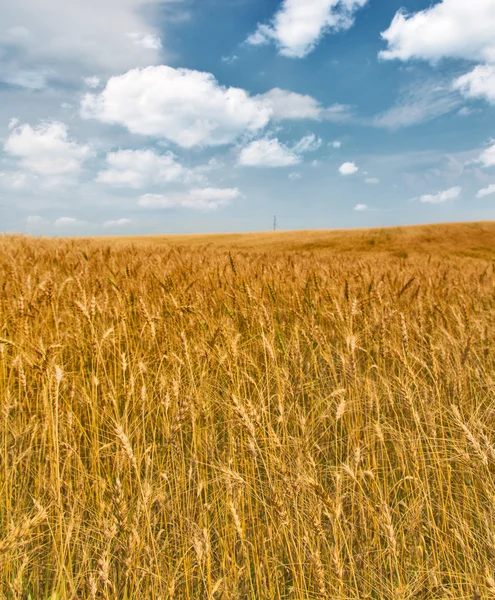 Field of gold wheats with long awns — Stock Photo, Image