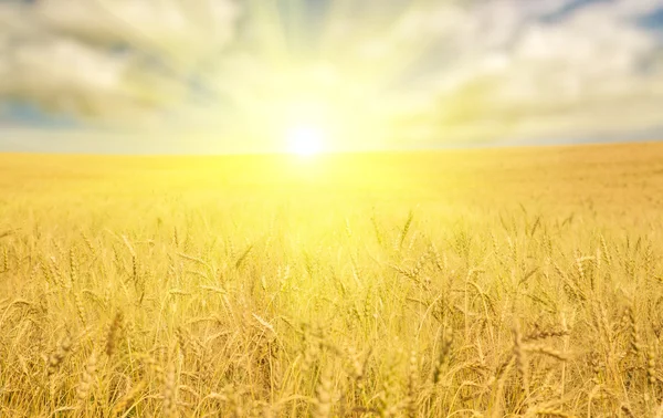 Mar de trigo dorado bajo el sol brillante —  Fotos de Stock