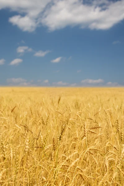 Blauer Himmel und gelbe Feldlandschaft — Stockfoto