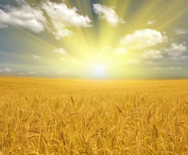 Zlaté pšeničné pole pod mraky — Stock fotografie