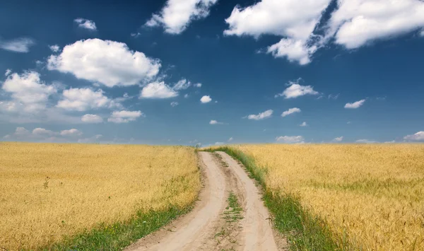 Landweg in goud tarweveld — Stockfoto