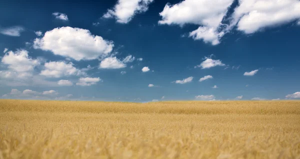 Blé jaune mer sous le ciel bleu — Photo