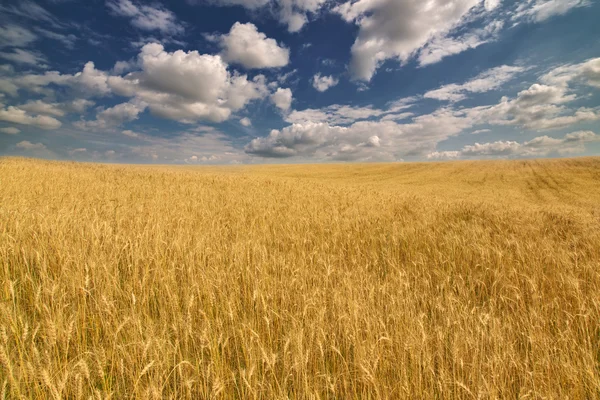 Golden wheat field under dark blue sky — Stock Photo, Image
