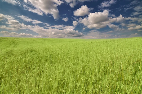 Grön vete fält under mörka blå himmel — Stockfoto