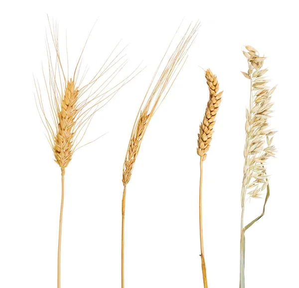 Ensemble de quatre céréales isolées sur blanc — Photo