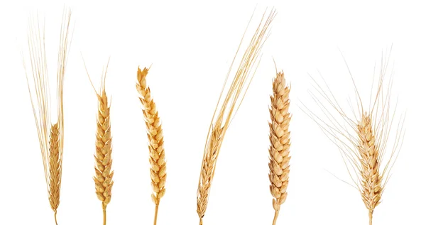 Набір з шести вух зернових — стокове фото