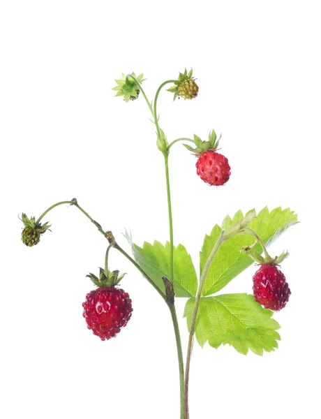 与三个成熟的浆果，在白色的野草莓 — 图库照片
