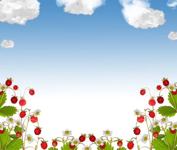 Wild strawberry and white clouds frame — Stock Photo, Image