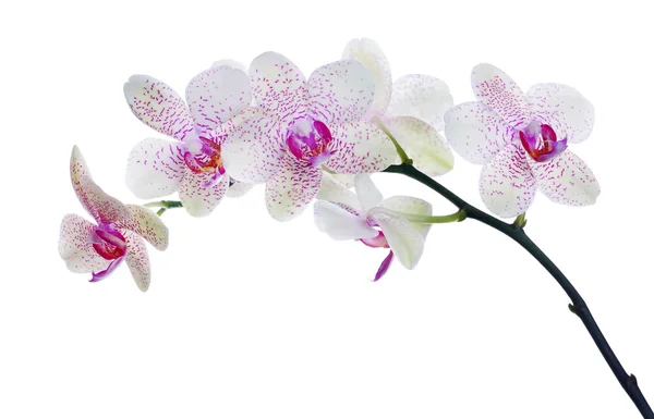 Lichte kleur orchid bloem in roze vlekken geïsoleerd op wit — Stockfoto