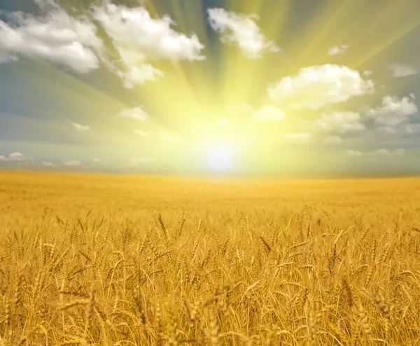 Gold wheat field under clouds Stock Picture