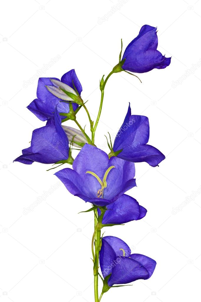 isolated flowers of blue campanula