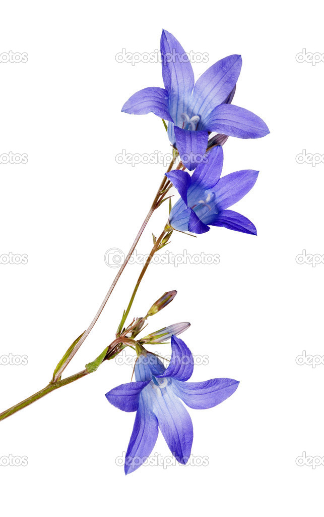 isolated blue Spreading bellflower