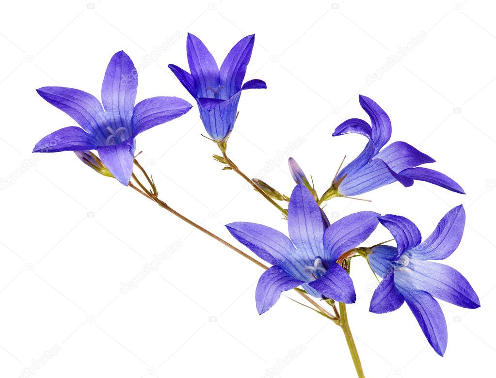 five blue bellflowers isolated on white