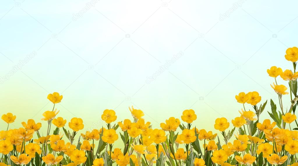 yellow buttercup field under sun