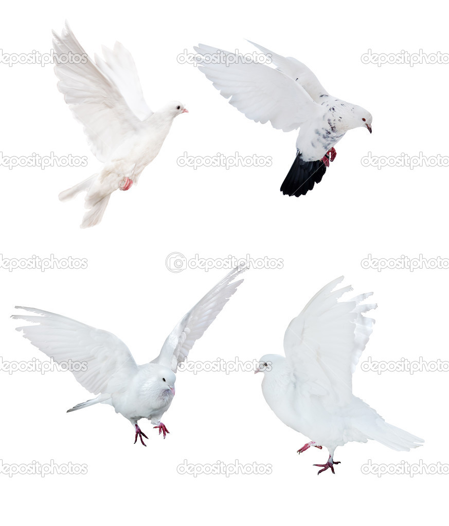 four isolated white doves