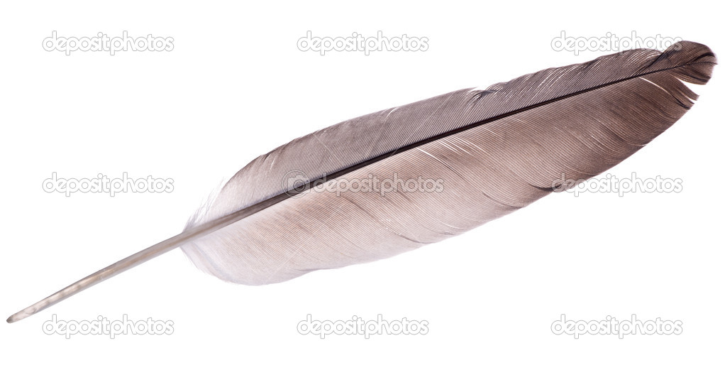 Single dark brown feather isolated on white — Stock Photo © Dr.PAS