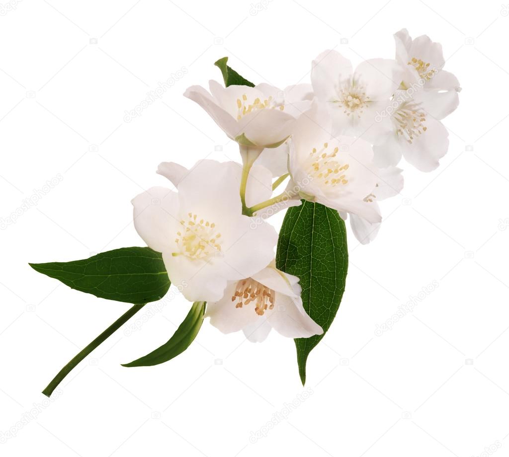 isolated blossoming jasmin branch